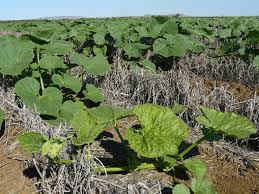 Maybe you would like to learn more about one of these? Zucchini Yellow Mosaic Virus In Cucurbit Crops Agriculture And Food