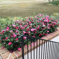 Camellia Sasanqua Shishi Gashira Camellia Flowers Garden Horticulture Landscape Savanna Shade Loving Shrubs Indoor Flowering Plants Wooded Landscaping