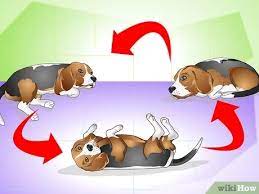 How to help dog stomach ache. How To Cure A Dog S Stomach Ache With Pictures Wikihow