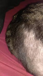 It's a fact, your cat is bound to shed, but excessive hair loss is a problem! Why Has My Cat Started Balding Around The Base And His Tail Cats Animals Balding