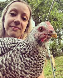 Backyard chicken attacked and lost