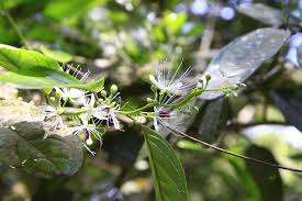 Image result for Capparis fascicularis