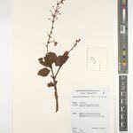 Image result for Alvesia clerodendroides