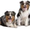 Family pet health center is a pet centered, full service veterinary clinic located in mattawan, michigan. The Lane Family Pet Centre Ltd Wigan Vets Yell
