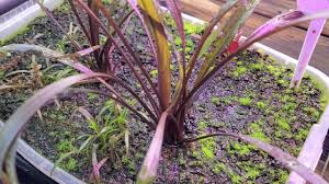 Flamingo i posted by jason seymour at 1:23:00 am. Cryptocoryne Spiralis Tiger Sproutlets Update Youtube