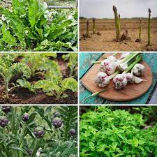 15 Perennial Vegetables And Herbs That Ll Feed You For Years Perennial Vegetables Perennial Herbs Growing Vegetables