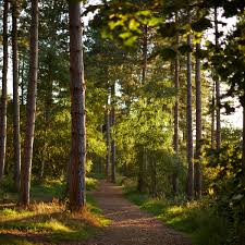 Center parcs have updated many whinfell forest lodges, and added new lodges of an identical style at their other uk villages. How Center Parcs Sherwood Forest Has Changed Over 30 Years Nottinghamshire Live