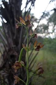 Image result for Eulophia schweinfurthii