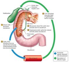 Gall Bladder Picture Anatomy Koibana Info Gallbladder Human Liver Anatomy Liver Anatomy