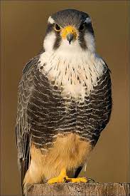Falcao De Coleira Falco Femoralis Animals Beautiful Birds Animals Beautiful