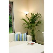 The palm house is a greenhouse located in the royal botanic gardens, kew that specialises in growing palms and other tropical and subtropical plants. Costa Farms Live Indoor 25in Tall Green Cat Palm Plant Indirect Sunlight 10in Grower Pot Walmart Com Walmart Com