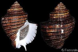 Image result for Pseudopod Ospermum