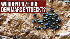 Nasas mars opportunity rover übertrifft alle erwartungen: Gibt Es Wirklich Pilze Auf Dem Mars