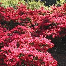 Encore� azalea series, aka conlef). Autumn Cheer Encore Azalea Shrubs For Sale Garden Goods