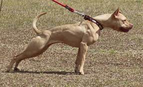 The coat patterns have been seen to include: American Pit Bull Terrier Color Chart American Dog Breeders Assoc