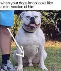 Scrappy Doo Is That You Meme Guy