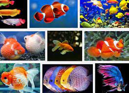 Jenis ikan hias air tawar yang satu ini tekenal karena bentuknya yang unik dan cantik. Jenis Ikan Hias Air Tawar Yang Tahan Lama Blog Elevenia