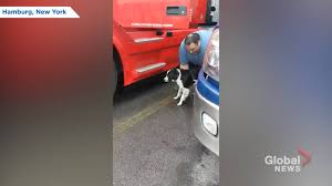 Sameor next day delivery,all across canada,7 days a week. Truck Drivers Help Bring Puppies To New Homes Amid Canada U S Border Closure Globalnews Ca