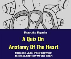 Built by trivia lovers for trivia lovers, this free online trivia game will test your ability to separate fact from fiction. Quiz On Anatomy Of The Heart Correctly Label The Following Internal Anatomy Of Heart