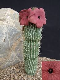 Image result for Hoodia currorii