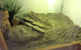 The pilbara rock monitor (varanus pilbarensis) is a small member of the family varanidae endemic to the chichester range in north west australia. Pilbara Rock Monitor Facts And Pictures