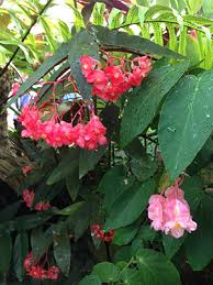 This article gives you all the tips you need to successfully grow rex begonia as a houseplant. Begonias University Of Florida Institute Of Food And Agricultural Sciences