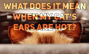 What Does It Mean When My Cat S Ears Are Really Hot Catwiki