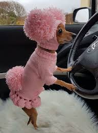 Little Puppy Driving The Car Aka Foxy Pit Dog Cute Animals Pom Dog Pet Costumes