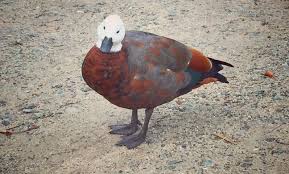Select from premium tiere neuseeland of the highest quality. 10 Vogel In Neuseeland Die Ihr Unbedingt Sehen Solltet