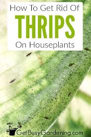 How to get rid of little black bugs in garden. How To Get Rid Of Thrips On Houseplants Plant Pests Lily Plant Care Easy Care Indoor Plants
