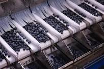 Automatic Cherry Tomato Blueberry Weighing Packing Equipment