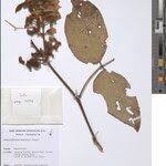 Image result for Adenodolichos rhomboideus