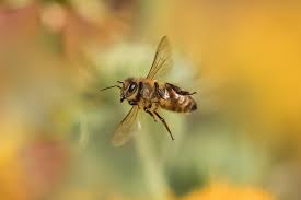 Flying pests are easy to identify when they zoom through the air around you. How To Photograph Insects In Flight Nature Ttl