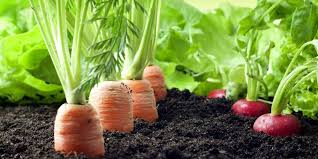 Tahukah Kamu Bagaimana Tumbuhan Mendapatkan Makanan Portalmadura Com