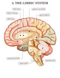 Brain Limbic System With Amygdala Hippocampus And Olfactory Bulb Limbic System Brain Anatomy Medical Anatomy