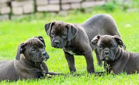 Nom donné à la racine du poil, en raison de sa base élargie en forme de bulbe. Noms De Chien En S Annee 2021 Idees De Prenom Pour Chien
