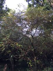 Image result for Croton dichogamus