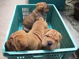 Bring a puppy to be your companion. Bullpei Designer Dogs Bulldog Shar Pei Puppies Youtube