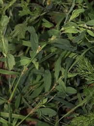Image result for Polygonum aviculare