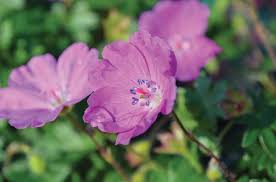 Image result for Geranium sanguineum Max Frei