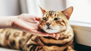 Bengal kittens made with love that will impress you with their charming endearing behaviour and personality. Are Bengal Cats Hypoallergenic My British Shorthair