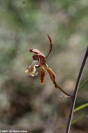 Image result for Oeceoclades decaryana