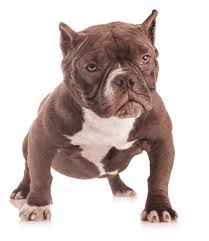 Exotic bully registration papers official bully registry. The Truth About The Pocket Bully