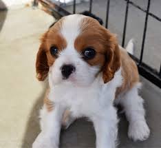 Maybe you would like to learn more about one of these? Cavalier King Charles Spaniel Puppies For Sale In Pa