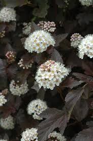 Ninebark synonyms, ninebark pronunciation, ninebark translation, english dictionary definition of ninebark. Get Diablo Ninebark In Mi At English Gardens Nurseries Serving Clinton Township Dearborn Heights Eastpointe Royal Oak West Bloomfield And The Plymouth Ann Arbor Michigan Areas