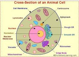 We did not find results for: Draw The Diagram Of Animal Cell Brainly In