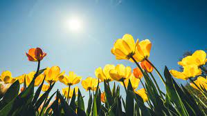 Spring (season) synonyms, spring (season) pronunciation, spring (season) translation, english dictionary 1. 15 Scientific Reasons Spring Is The Most Delightful Season Mental Floss