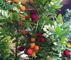 Check out our dwarf fruit tree selection for the very best in unique or custom, handmade pieces from our other greenery shops. Pin On Conifer