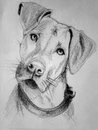 Custom Pet Portrait Hand Drawn Pet Portrait Pet Drawing Etsy Dog Sketch Realistic Animal Drawings Dog Drawing