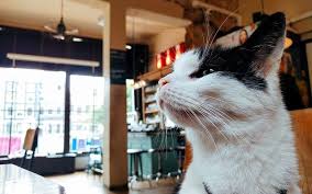 Auf jeden fall sollten sie als allererstes mit ihrer katze zum. Katze Pinkelt Uberall Hin Hier Bekommst Du Schnelle Hilfe